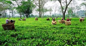 Tea industry