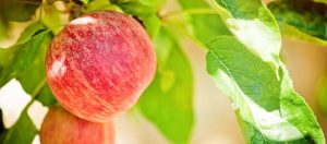 apple-closeup-nutrition-research