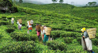 nepali TEa