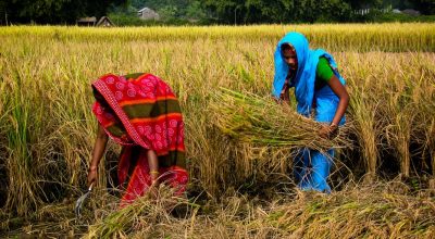 चालु आवको पछिल्लो ९ महिनामा मात्रै नेपालले विभिन्न देशबाट धान, चामल गरेर ४० अर्ब बढीको आयात गरेको छ ।