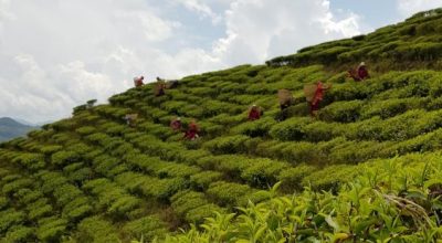 tea plant