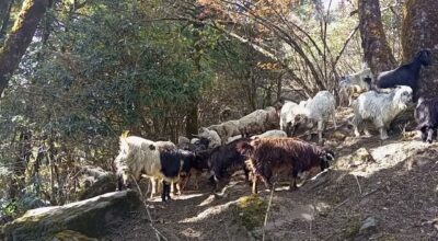 Karnali and Sheep